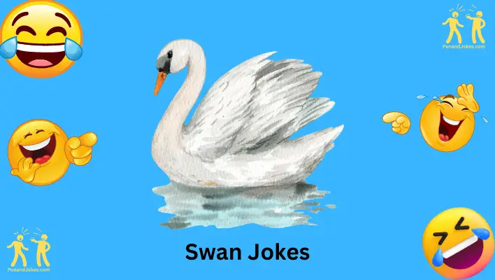 swan jokes