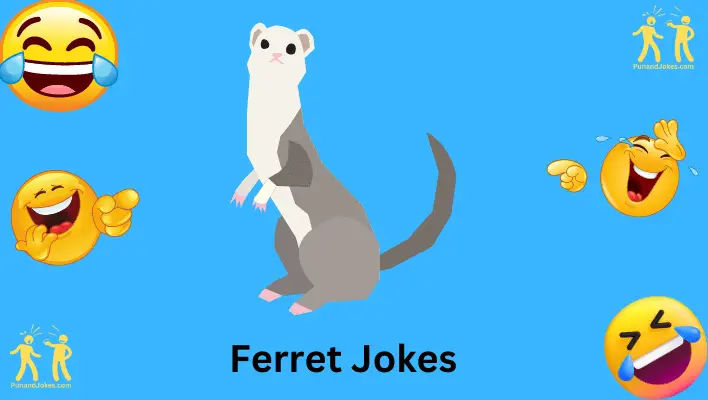 ferret jokes