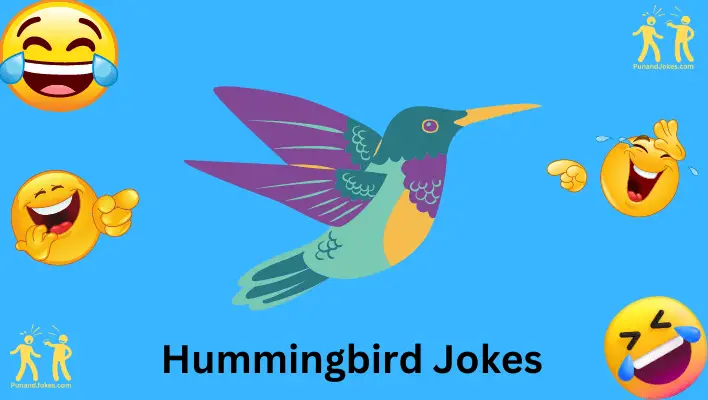 hummingbird jokes