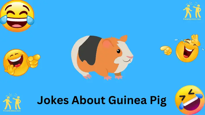 guinea pig jokes