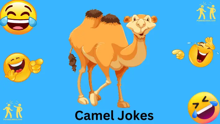 camel jokes