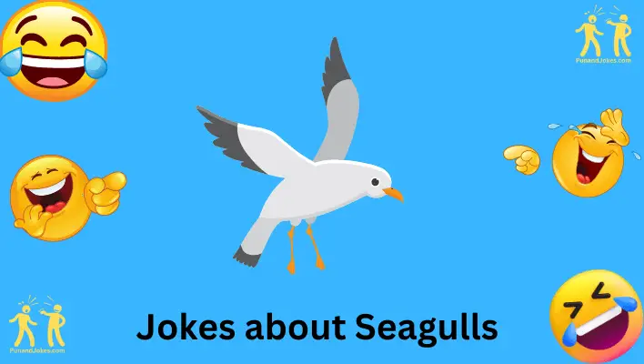 seagull-jokes