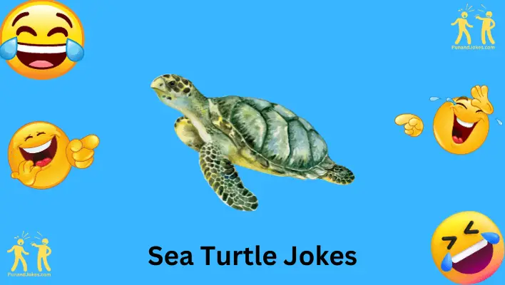 Sea Turtle Jokes: