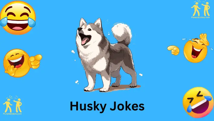 husky jokes