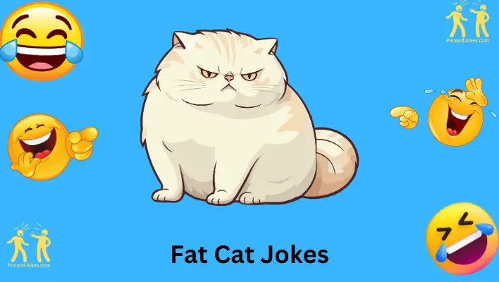 107+ Pawsitively Hilarious Fat Cat Jokes