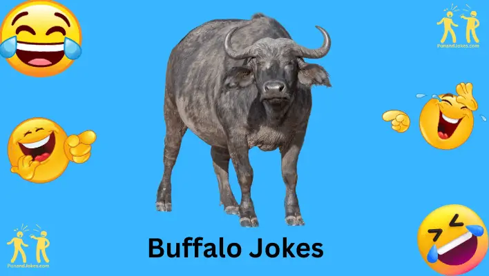 Buffalo Jokes