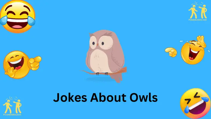 jokes about owls