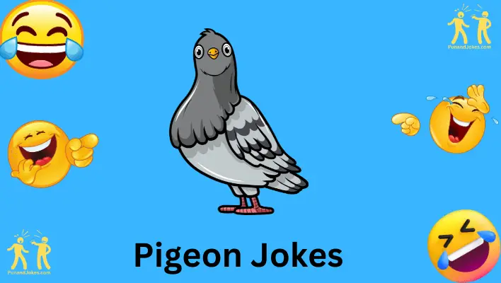 pigeon jokes