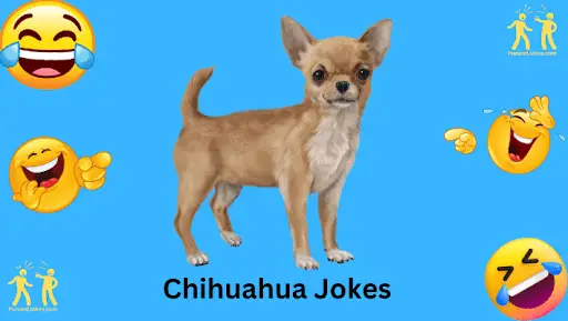 chihuahua-jokes