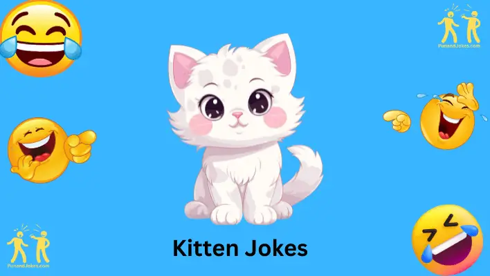 Kitten Jokes