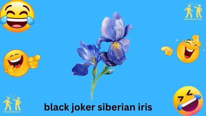 black joker siberian iris