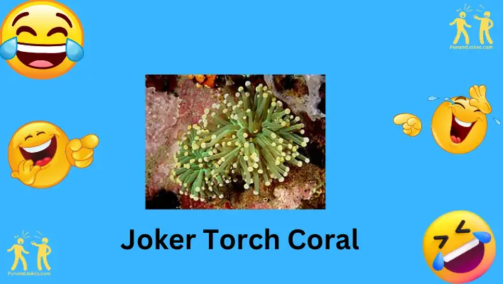 joker torch coral