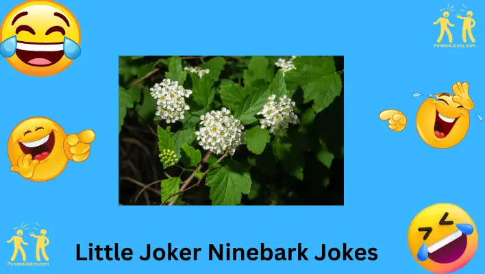 little joker ninebark