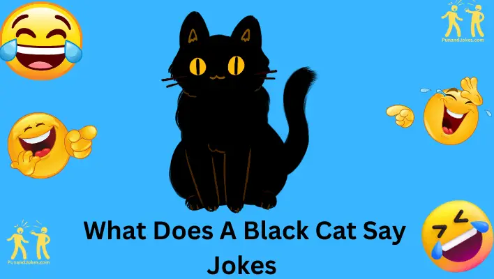 "What Does a Black Cat Say" Jokes