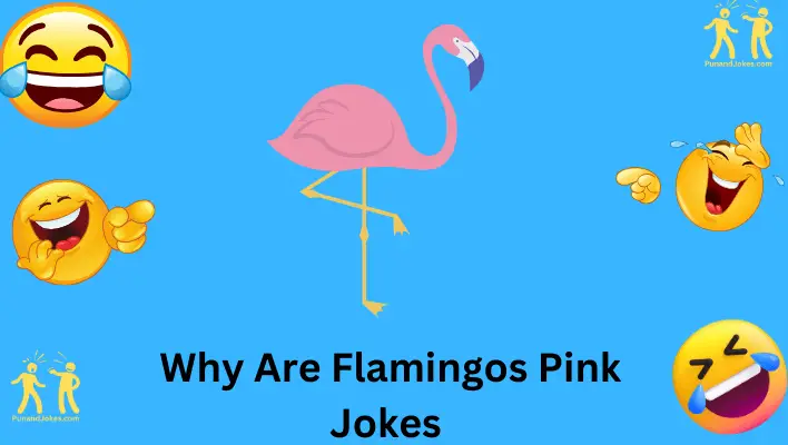 Why are Flamingos Pink Jokes