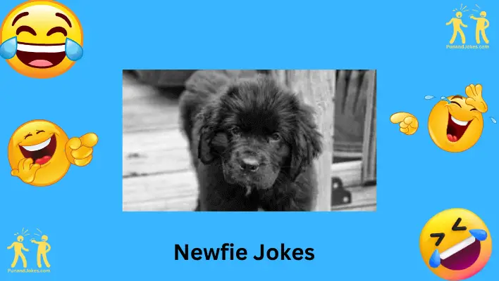 Newfie Jokes